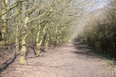 Baharın başlarında çıplak ağaç gövdeleri ve dallarından oluşan orman manzarası. Sonbahar kahverengi yaprakları yerde, yosunlu yeşil orman ağaçları güneş ışığının gölgelerini düşürüyor.
