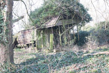 Kırık ahşap ahşap ahşap ahşap ahşap ahşap bina ve yeşil yosun ve küf çürüyen orman manzarası bitkiler ve sonbahar yaprakları kahverengi orman zeminini kaplayan çürüyen yapraklar