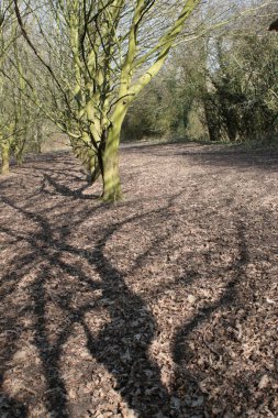 Baharın başlarında çıplak ağaç gövdeleri ve dallarından oluşan orman manzarası. Sonbahar kahverengi yaprakları yerde, yosunlu yeşil orman ağaçları güneş ışığının gölgelerini düşürüyor.