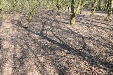 Baharın başlarında çıplak ağaç gövdeleri ve dallarından oluşan orman manzarası. Sonbahar kahverengi yaprakları yerde, yosunlu yeşil orman ağaçları güneş ışığının gölgelerini düşürüyor.