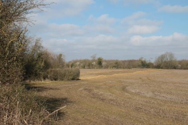  Güzel bahar manzarası, yeşil bataklık ıslak tarlaları, ağaçlar ve açık mavi gökyüzü doğada rezerv kuşları Norfolk Doğu Anglia 'da kışın parlak gün ışığında vahşi yaşamı seyrediyor.