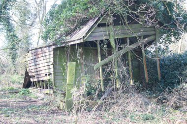Kırık ahşap ahşap ahşap ahşap ahşap ahşap bina ve yeşil yosun ve küf çürüyen orman manzarası bitkiler ve sonbahar yaprakları kahverengi orman zeminini kaplayan çürüyen yapraklar