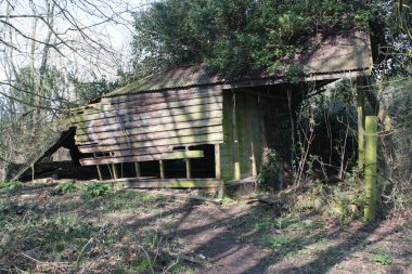 Kırık ahşap ahşap ahşap ahşap ahşap ahşap bina ve yeşil yosun ve küf çürüyen orman manzarası bitkiler ve sonbahar yaprakları kahverengi orman zeminini kaplayan çürüyen yapraklar