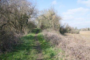 Güzel bahar manzarası, yeşil bataklık ıslak tarlaları, ağaçlar ve açık mavi gökyüzü doğada rezerv kuşları Norfolk Doğu Anglia 'da kışın parlak gün ışığında vahşi yaşamı seyrediyor.