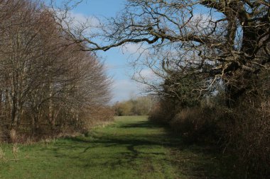 Sel basmış yeşil çimen tarlası ve çalılı büyük ağaçlar ve doğa koruma alanındaki diğer ağaçlar 2021 'de Norfolk Doğu Anglia İngiltere' de ilkbaharda mavi gökyüzü ile yürür. 