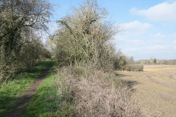  Güzel bahar manzarası, yeşil bataklık ıslak tarlaları, ağaçlar ve açık mavi gökyüzü doğada rezerv kuşları Norfolk Doğu Anglia 'da kışın parlak gün ışığında vahşi yaşamı seyrediyor.