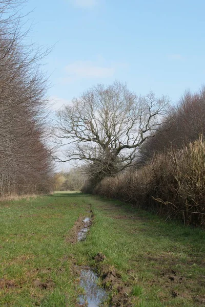 Schöne Landschaft Von Überfluteten Nassen Grünen Rasenfeld Und Große Bäume — Stockfoto