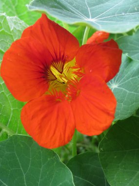 Lezzetli ve yenilebilir nasturtiyum çiçeğini kapayın. Parlak turunculu organik bahçeden toplanan yeşil yaprakların ve yaprakların üzerine sarı yağmur damlaları dökülüyor. 