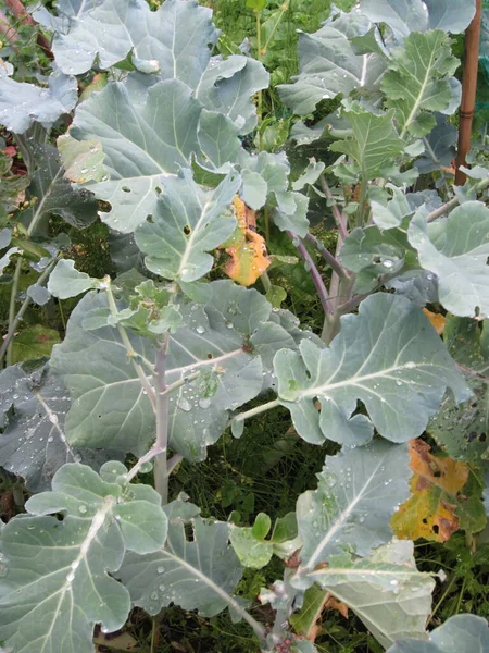 Close Brassica Cabbage Broccoli Leaves Home Grown Organic Vegetable Plants — стоковое фото