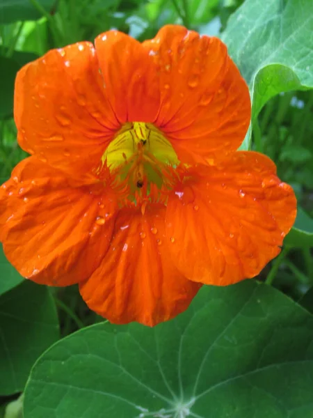 Närbild Läckra Och Vackra Ätliga Pasturtium Blomma Födosök Från Ekologisk — Stockfoto