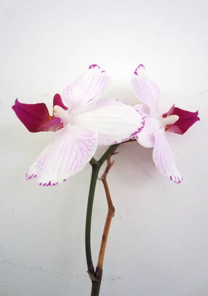 Orchid flower stems, the delicate beautiful white and purple pink veined petal blooms in close up against a white background interior with gentle shadow and light