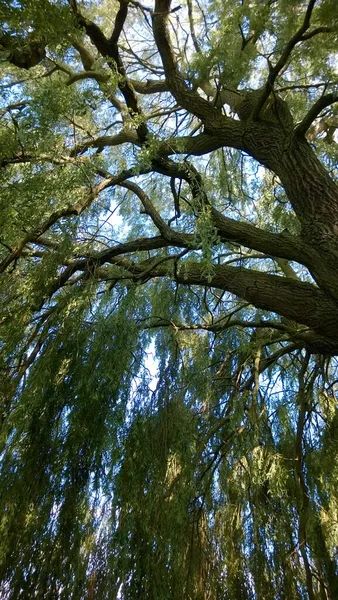 緑の葉の間の青い空を見上げている美しいしだれ柳とノーフォークガーデンパークの夏の涼しい天候の枝をぶら下げて — ストック写真