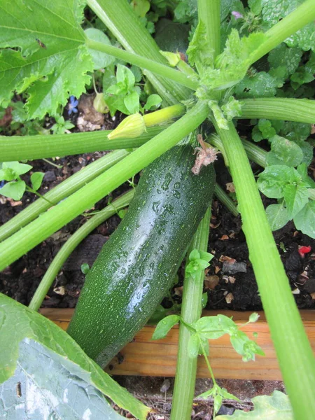 Flat Lay View Courgette Plant Growing Raised Bed Inorganic Allotment — Stock Photo, Image