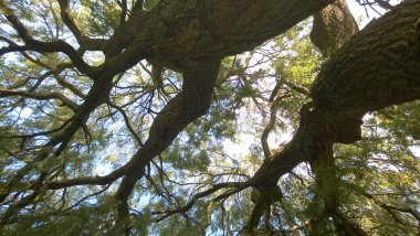 Güzel söğüt ağacı masmavi gökyüzüne bakıyor yeşil yapraklar ve sallanan dallar arasında yaz mevsiminde Norfolk bahçe parkında serin hava