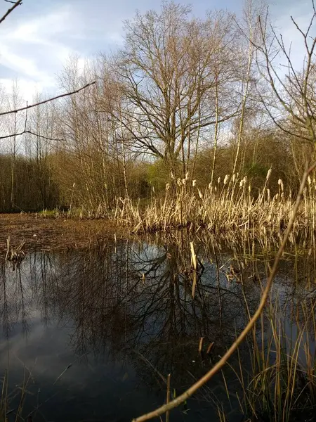 Landschaft Wald Von Natürlichen Teich Umgeben Von Kahlen Zweigbäumen Die — Stockfoto