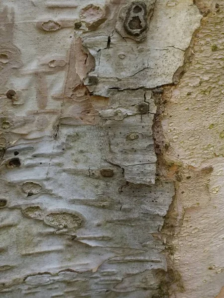 位于英国剑桥大学东盎格鲁克分校的植物园 在夏天 用几层灰色银色树皮做成的奇异树干密闭在一起 它的皮被剥落得像皮一样 花纹斑斓 木结丛生 — 图库照片