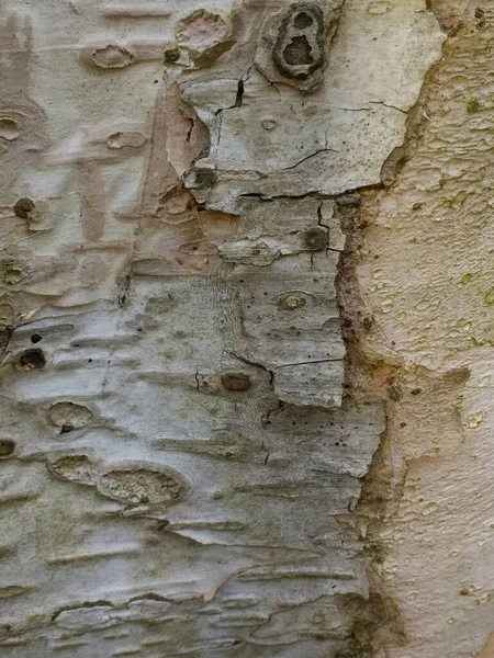 Close Exotic Tree Trunk Layers Grey Silver Bark Peeling Skin — Stock Photo, Image