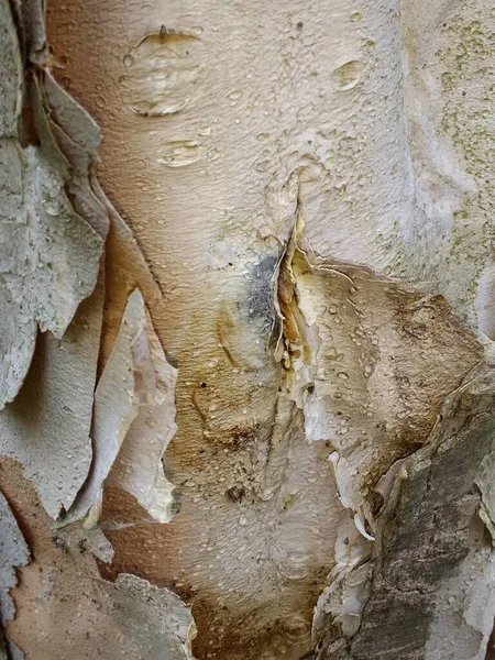 Close Tronco Árvore Exótica Com Camadas Casca Prata Cinza Descascando — Fotografia de Stock