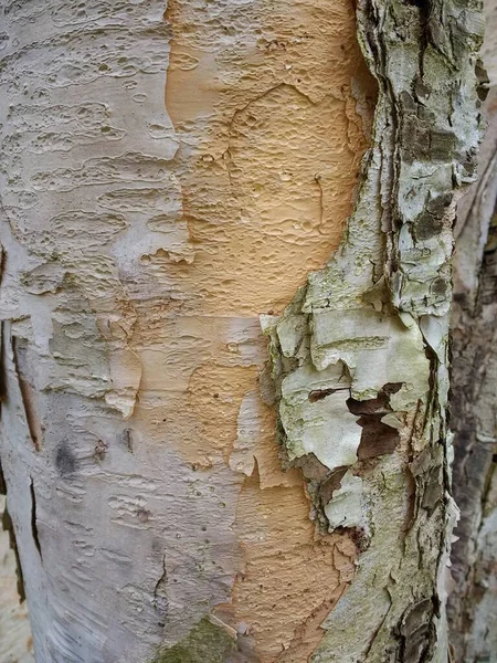 Gros Plan Tronc Arbre Exotique Avec Des Couches Écorce Grise — Photo