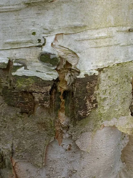 Close Exotic Tree Trunk Layers Grey Silver Bark Peeling Skin — Stock Photo, Image