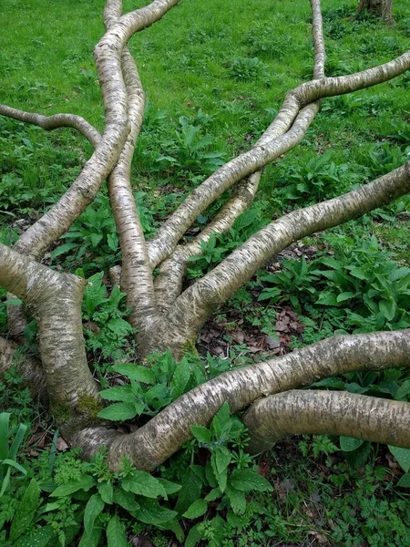 Tronco Prata Galhos Árvores Espalhar Padrão Exibição Casca Contraste Com — Fotografia de Stock