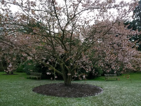 Landscape Cherry Blossom Tree Full Bloom Pink White Flower Petals — Stock Photo, Image