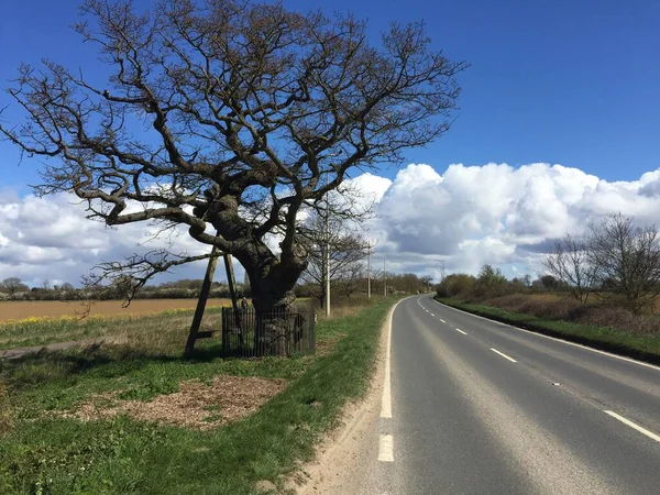 Landscape of old A11 road from Wymondham to Hethersett Norfolk East Anglia view of historic ancient Kett's oak tree and tarmac road with yellow rape seed field and blue sky with white cloud in Spring