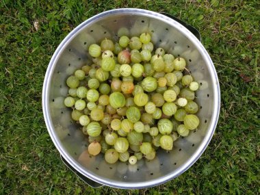 Bektaşi üzümlerini yakın mesafeden toplayın. Taze yetiştirilmiş lezzetli organik meyveler. Yazın, yeşil çimlerin üzerinde uzanan metal kevgir bezi düzlüğünde İngiliz kır bahçesi.