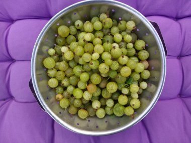 Bektaşi üzümlerini yakın mesafeden toplayın. Taze yetiştirilmiş lezzetli organik meyveler. Yazın İngiliz kır bahçesinde, metal kevgir bezi düzlüğünde, açık havada, mor minder yüzeyinde.