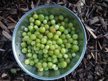 Bektaşi üzümlerini yakın mesafeden toplayın. Taze yetiştirilmiş lezzetli organik meyveler. Yazın İngiliz kır bahçesi.