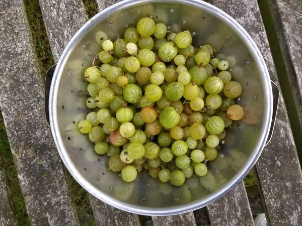 Close Kruisbessen Vers Geplukt Thuis Geteeld Heerlijk Biologisch Fruit Gefokt — Stockfoto