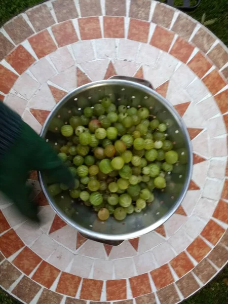 Close Kruisbessen Vers Geplukt Thuis Geteeld Heerlijk Biologisch Fruit Gefokt — Stockfoto