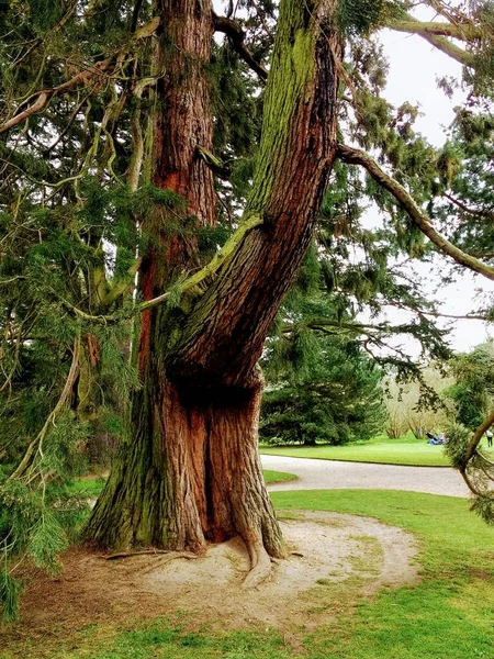 ケンブリッジ植物園のパスウェイと緑豊かな緑の芝生の芝生で公園内の森林の端に成長した大きな茶色の幹と枝を持つ古代の木の閉鎖東アングリア — ストック写真