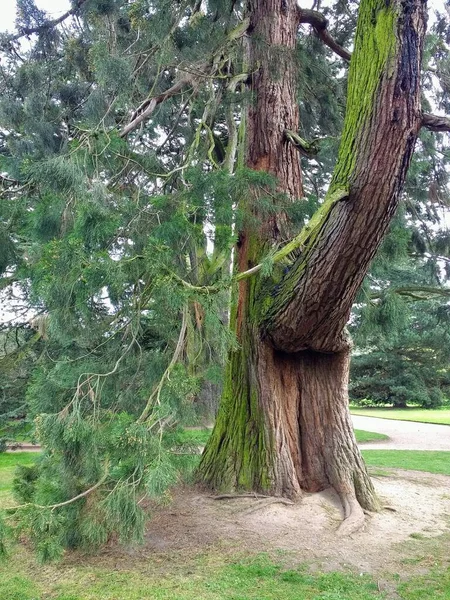 ケンブリッジ植物園のパスウェイと緑豊かな緑の芝生の芝生で公園内の森林の端に成長した大きな茶色の幹と枝を持つ古代の木の閉鎖東アングリア — ストック写真