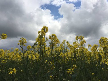 Kolza tohumu manzarası. Sarı çiçek açan çiçekler. Çiftlik arazisine ekilen güzel tarlalar. Norfolk Doğu Anglia 'da bahar mevsiminde fırtınalı gri bulutlu gökyüzü.
