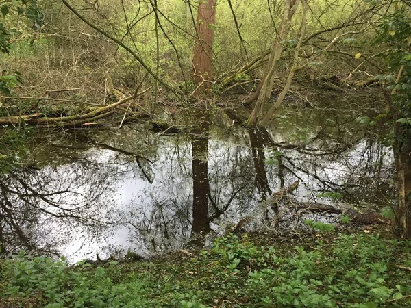 Landschaft Eines Versteckten Waldsees Mit Bäumen Und Pflanzen Die Sich — Stockfoto