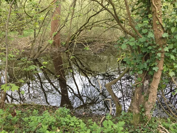 Schöne Landschaft Von Versteckten Natürlichen Teich Wäldern Mit Bäumen Wasser — Stockfoto