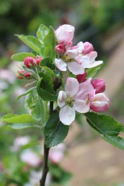 Güzel pembe elma ağacının çiçek açtığı çiçekleri kapatın. Sarı stamen polenleri dalların üzerinde. Baharda yeşil yapraklarla birlikte.