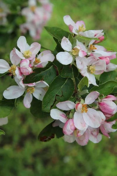 Närbild Vackra Rosa Vita Äppelträd Blommor Med Gul Stamen Pollen — Stockfoto