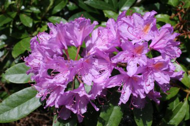 Leylak rengine yakın yabani orman çiçekleri yetiştiren orman çiçekleri İskoçya 'da yaz mevsiminde yeşil yapraklarla birlikte büyür.