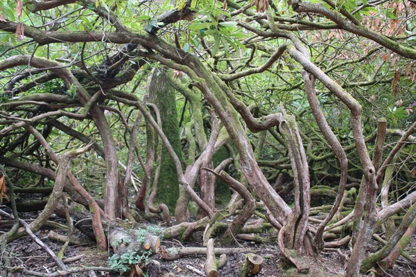 Paisaje Antiguas Ramas Retorcidas Raíces Árboles Bosque Escocés Los Troncos — Foto de Stock