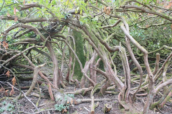 Krajina Prastarých Pokroucených Větví Kořenů Stromů Skotském Lese Kmeny Ohnuté — Stock fotografie