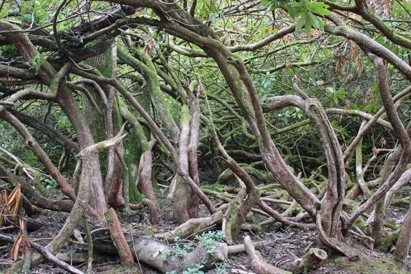 Krajina Prastarých Pokroucených Větví Kořenů Stromů Skotském Lese Kmeny Ohnuté — Stock fotografie