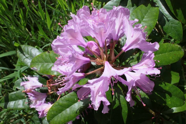 Квіти Рододендрону Рослинному Кущі Росте Лісах Шотландії Влітку Зеленим Листям — стокове фото