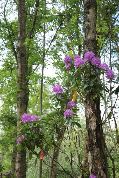 Primo Piano Colore Malva Fiori Rododendro Selvatici Crescita Cespuglio Piante — Foto Stock