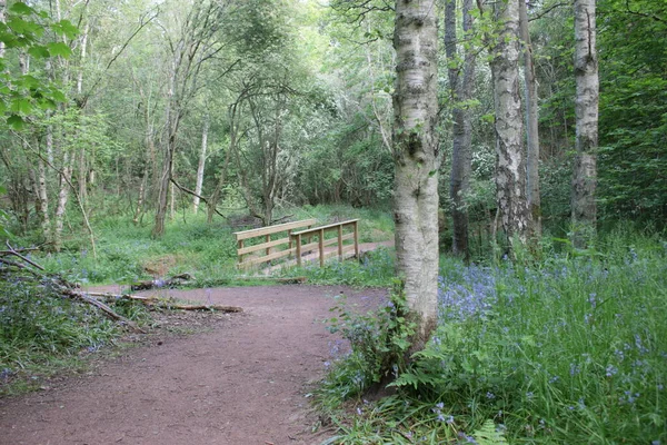 Landschap Van Bosland Schotland Met Pad Brug Koel Bergbeekwater Prachtige — Stockfoto