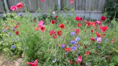  Norfolk Doğu Anglia İngiltere 'deki aile organik bahçesinde yabani çiçek otlağı, farklı bitki çeşitleriyle mısır çiçekleri papatya çiçekleri tansi kırmızı beyaz, mor ve yeşil, arılar için polen ve yaz böcekleri hafif meltemde 