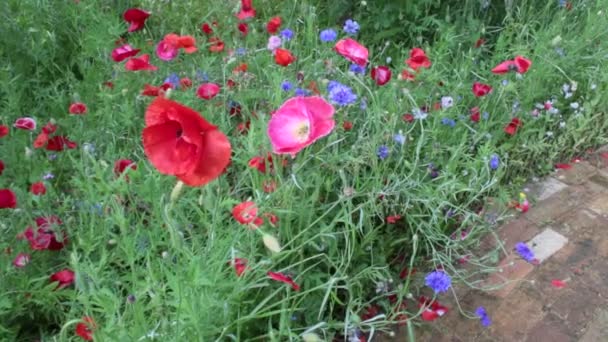 ノーフォークの家族の有機庭園の野生の花の牧草地東アングリアイギリス英国では さまざまな植物品種のトウモロコシの花のポピーの花のデイジー赤青白紫と緑のタンジーミツバチの花粉 穏やかな風の夏の昆虫 — ストック動画