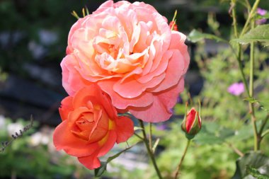 Güzel kokulu turuncu şeftali şeftali rengini kapat gül multi taç yaprakları çiçek açmış yaz mevsiminde, çalıların üzerinde parlak yeşil yapraklarla Norfolk 'ta yaz aylarında, İngiltere' nin Doğu Anglia şehrinde bir kır bahçesinde.