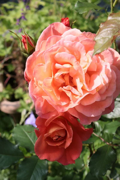 美しい香りのオレンジ桃アプリコットの色を閉じます満開の複数の花びらをバラ 豊かな光沢のある緑の葉を持つ夏に開花田舎の庭で明るい日の光の中で夏にノーフォーク東アングリア英国英国英国 — ストック写真